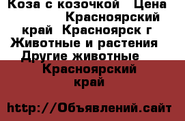 Коза с козочкой › Цена ­ 10 000 - Красноярский край, Красноярск г. Животные и растения » Другие животные   . Красноярский край